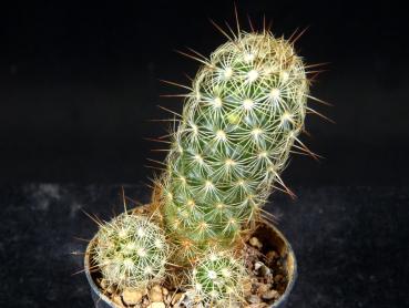 Mammillaria elongata subsp. echinaria